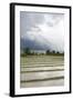 Rice Paddy Fields-Annie Owen-Framed Photographic Print