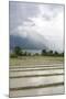 Rice Paddy Fields-Annie Owen-Mounted Photographic Print