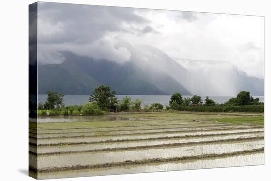 Rice Paddy Fields-Annie Owen-Stretched Canvas