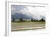 Rice Paddy Fields-Annie Owen-Framed Photographic Print