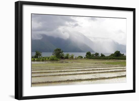 Rice Paddy Fields-Annie Owen-Framed Photographic Print