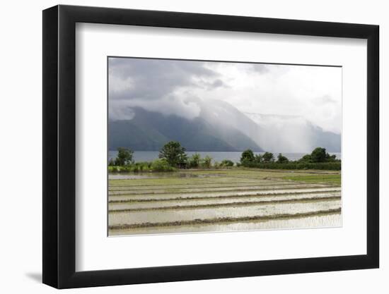 Rice Paddy Fields-Annie Owen-Framed Photographic Print