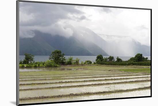 Rice Paddy Fields-Annie Owen-Mounted Photographic Print