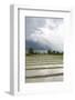 Rice Paddy Fields-Annie Owen-Framed Photographic Print