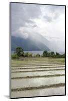 Rice Paddy Fields-Annie Owen-Mounted Photographic Print