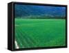 Rice Paddy, Kagoshima, Japan-Rob Tilley-Framed Stretched Canvas