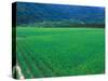 Rice Paddy, Kagoshima, Japan-Rob Tilley-Stretched Canvas