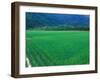 Rice Paddy, Kagoshima, Japan-Rob Tilley-Framed Photographic Print