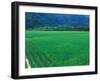 Rice Paddy, Kagoshima, Japan-Rob Tilley-Framed Photographic Print