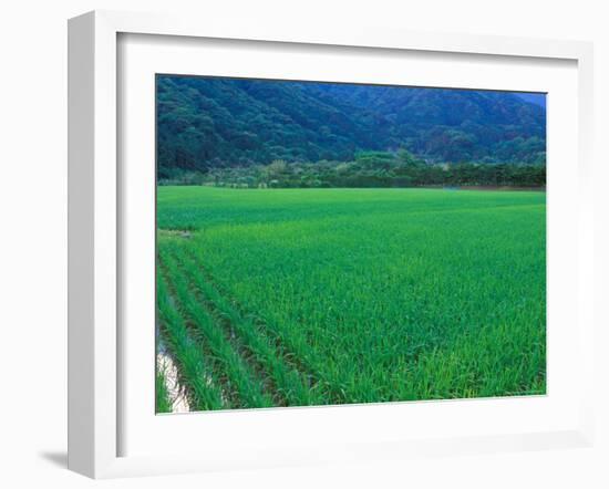 Rice Paddy, Kagoshima, Japan-Rob Tilley-Framed Photographic Print