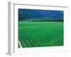 Rice Paddy, Kagoshima, Japan-Rob Tilley-Framed Photographic Print