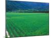 Rice Paddy, Kagoshima, Japan-Rob Tilley-Mounted Photographic Print