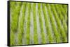 Rice paddy, near Tan Hoa, Tien Giang Province, Mekong Delta, Vietnam-David Wall-Framed Stretched Canvas