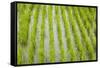 Rice paddy, near Tan Hoa, Tien Giang Province, Mekong Delta, Vietnam-David Wall-Framed Stretched Canvas