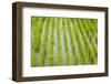 Rice paddy, near Tan Hoa, Tien Giang Province, Mekong Delta, Vietnam-David Wall-Framed Photographic Print