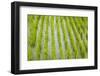 Rice paddy, near Tan Hoa, Tien Giang Province, Mekong Delta, Vietnam-David Wall-Framed Photographic Print