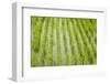 Rice paddy, near Tan Hoa, Tien Giang Province, Mekong Delta, Vietnam-David Wall-Framed Photographic Print