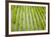 Rice paddy, near Tan Hoa, Tien Giang Province, Mekong Delta, Vietnam-David Wall-Framed Photographic Print