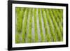 Rice paddy, near Tan Hoa, Tien Giang Province, Mekong Delta, Vietnam-David Wall-Framed Photographic Print