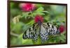 Rice Paper Butterfly, Butterfly Conservatory, Key West, Florida-Chuck Haney-Framed Premium Photographic Print