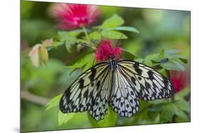 Rice Paper Butterfly, Butterfly Conservatory, Key West, Florida-Chuck Haney-Mounted Premium Photographic Print