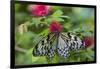 Rice Paper Butterfly, Butterfly Conservatory, Key West, Florida-Chuck Haney-Framed Premium Photographic Print