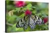 Rice Paper Butterfly, Butterfly Conservatory, Key West, Florida-Chuck Haney-Stretched Canvas