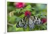 Rice Paper Butterfly, Butterfly Conservatory, Key West, Florida-Chuck Haney-Framed Photographic Print