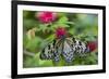 Rice Paper Butterfly, Butterfly Conservatory, Key West, Florida-Chuck Haney-Framed Photographic Print