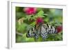 Rice Paper Butterfly, Butterfly Conservatory, Key West, Florida-Chuck Haney-Framed Photographic Print