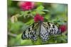 Rice Paper Butterfly, Butterfly Conservatory, Key West, Florida-Chuck Haney-Mounted Photographic Print
