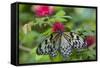 Rice Paper Butterfly, Butterfly Conservatory, Key West, Florida-Chuck Haney-Framed Stretched Canvas