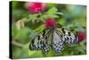 Rice Paper Butterfly, Butterfly Conservatory, Key West, Florida-Chuck Haney-Stretched Canvas