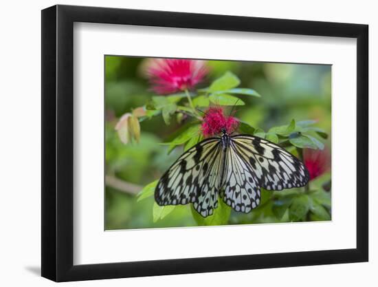 Rice Paper Butterfly, Butterfly Conservatory, Key West, Florida-Chuck Haney-Framed Photographic Print