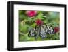 Rice Paper Butterfly, Butterfly Conservatory, Key West, Florida-Chuck Haney-Framed Photographic Print