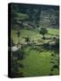 Rice Plantation, Terraced Fields, in Hills Near Hangnuanketa, Kandy District, Sri Lanka-David Beatty-Stretched Canvas