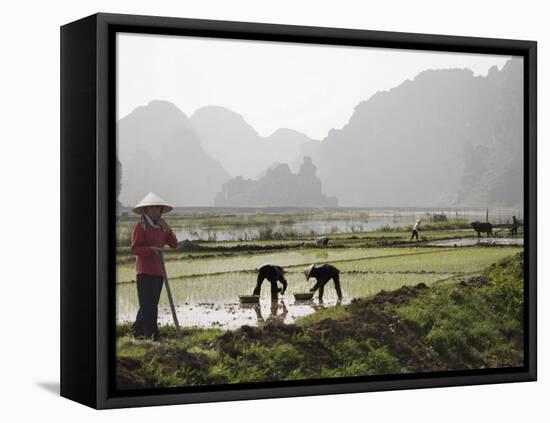 Rice Planters Working in Paddy Fields, Vietnam, Indochina, Southeast Asia-Purcell-Holmes-Framed Stretched Canvas