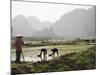 Rice Planters Working in Paddy Fields, Vietnam, Indochina, Southeast Asia-Purcell-Holmes-Mounted Photographic Print