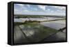 Rice Production. East Demerara Conservancy, Guyana-Pete Oxford-Framed Stretched Canvas