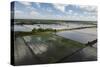 Rice Production. East Demerara Conservancy, Guyana-Pete Oxford-Stretched Canvas