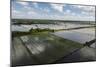 Rice Production. East Demerara Conservancy, Guyana-Pete Oxford-Mounted Photographic Print