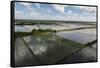 Rice Production. East Demerara Conservancy, Guyana-Pete Oxford-Framed Stretched Canvas