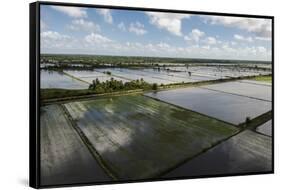 Rice Production. East Demerara Conservancy, Guyana-Pete Oxford-Framed Stretched Canvas