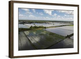 Rice Production. East Demerara Conservancy, Guyana-Pete Oxford-Framed Photographic Print