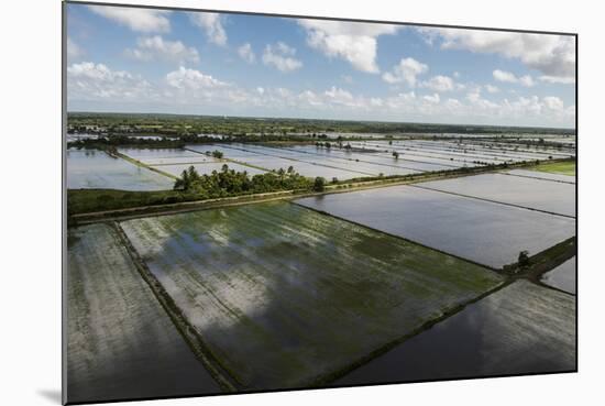 Rice Production. East Demerara Conservancy, Guyana-Pete Oxford-Mounted Photographic Print