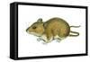 Rice Rat (Oryzomys Palustris), Mammals-Encyclopaedia Britannica-Framed Stretched Canvas