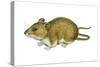 Rice Rat (Oryzomys Palustris), Mammals-Encyclopaedia Britannica-Stretched Canvas