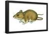 Rice Rat (Oryzomys Palustris), Mammals-Encyclopaedia Britannica-Framed Poster