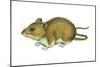 Rice Rat (Oryzomys Palustris), Mammals-Encyclopaedia Britannica-Mounted Poster