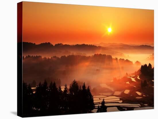 Rice Terrace at Dawn-null-Stretched Canvas